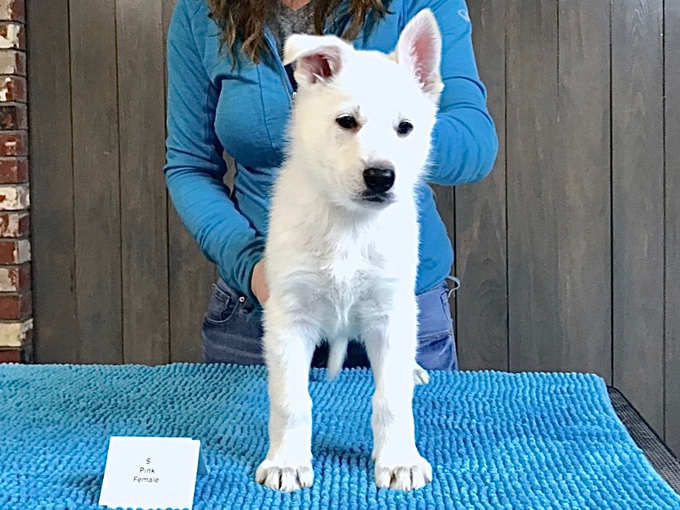 berger blanc suisse