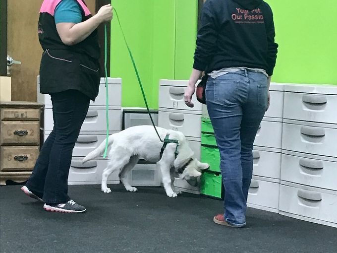 berger blanc suisse nosework