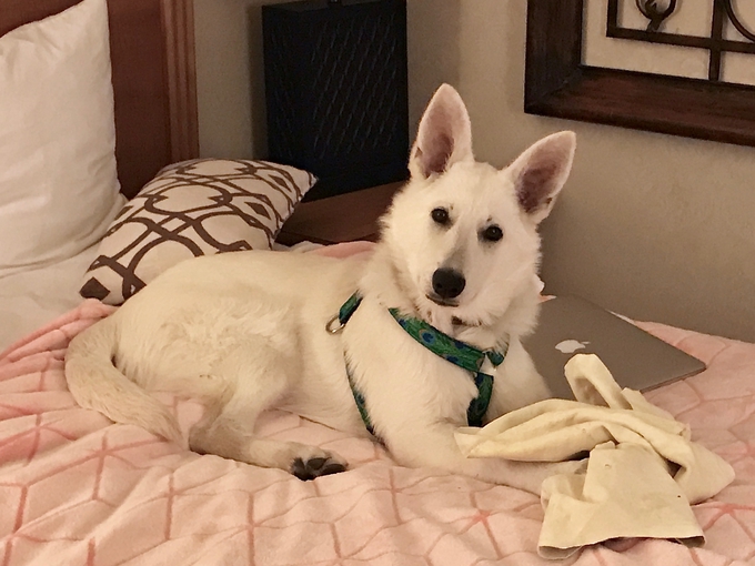 White german shepherd - beautiful soleil