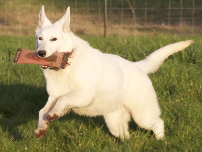 White Shepherd