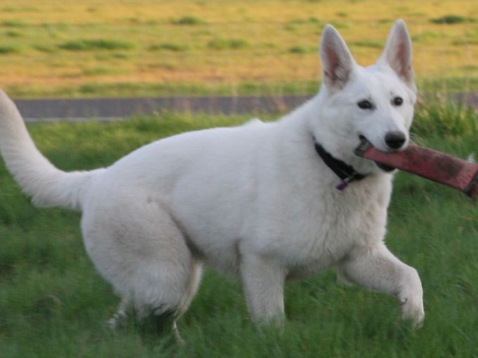 White Shepherd