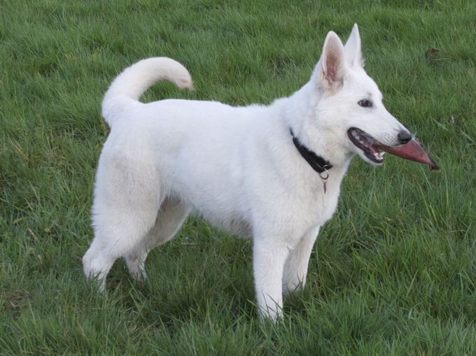 White Shepherd