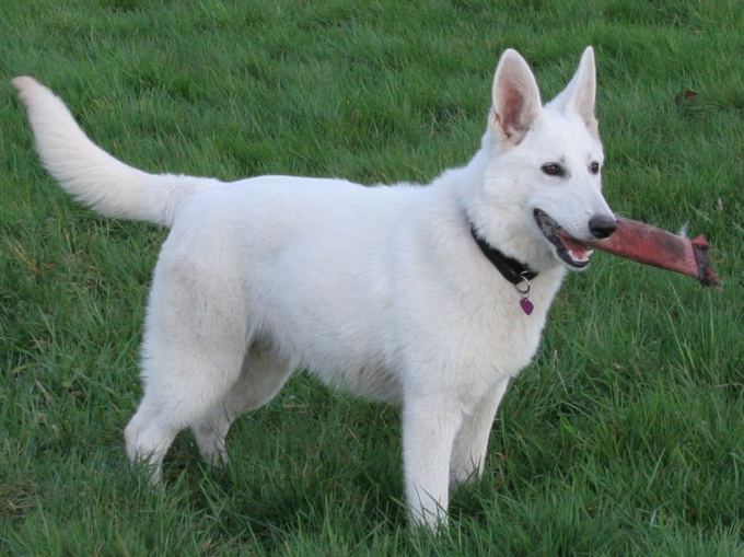 White Shepherd