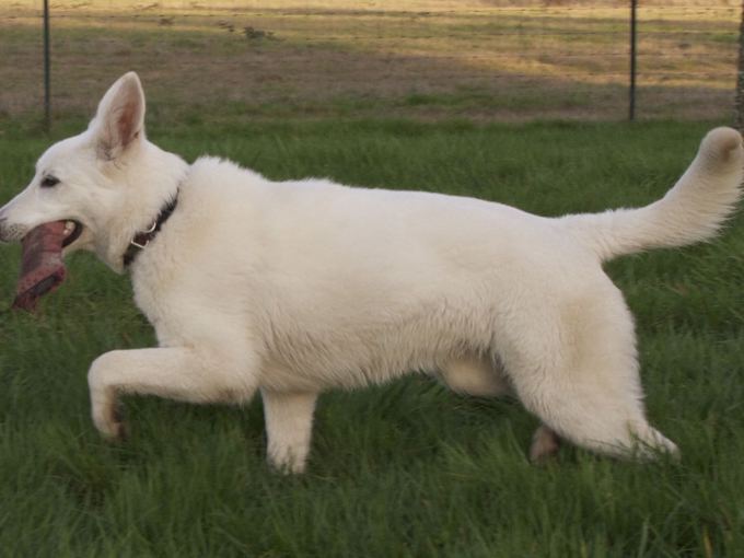 White Shepherd