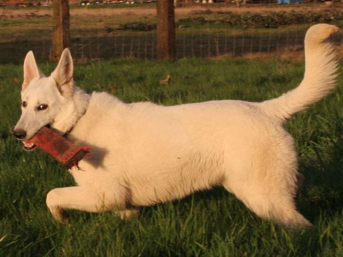 White Shepherd