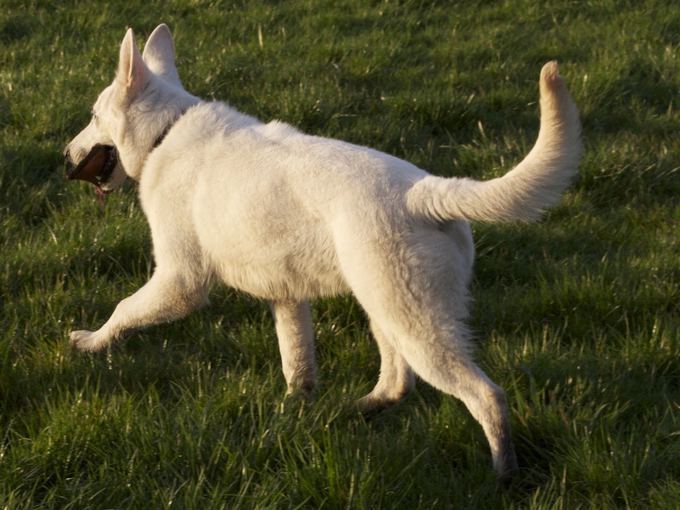 White Shepherd