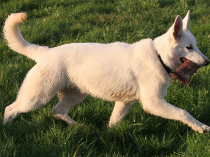 White Shepherd