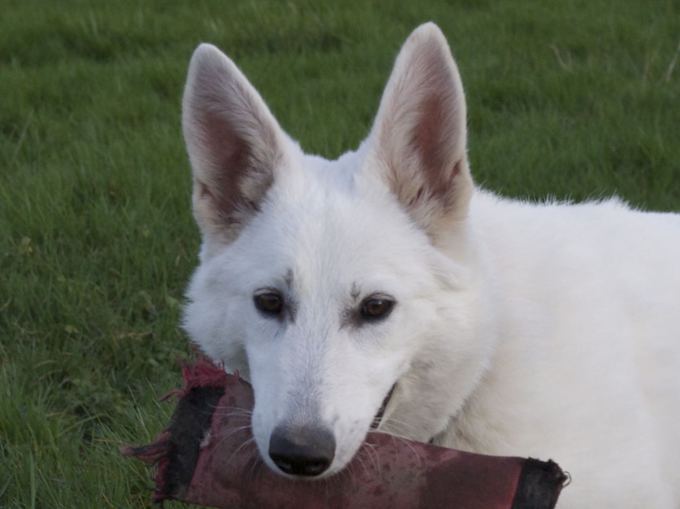 White Shepherd