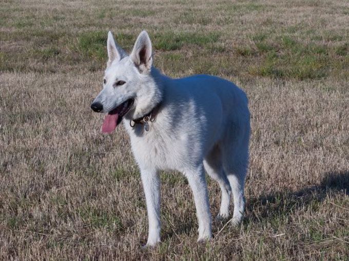 White Shepherd