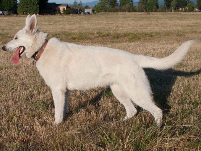 White Shepherd