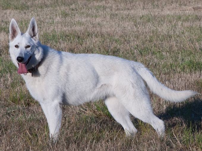 White Shepherd