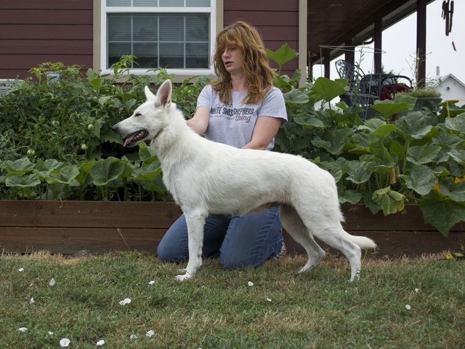 White Shepherd