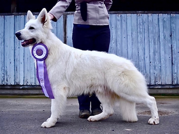 Solomon winning Reserve Best in Multi-Breed Show