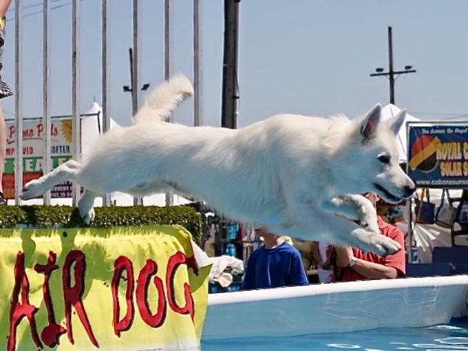 Sully dock diving