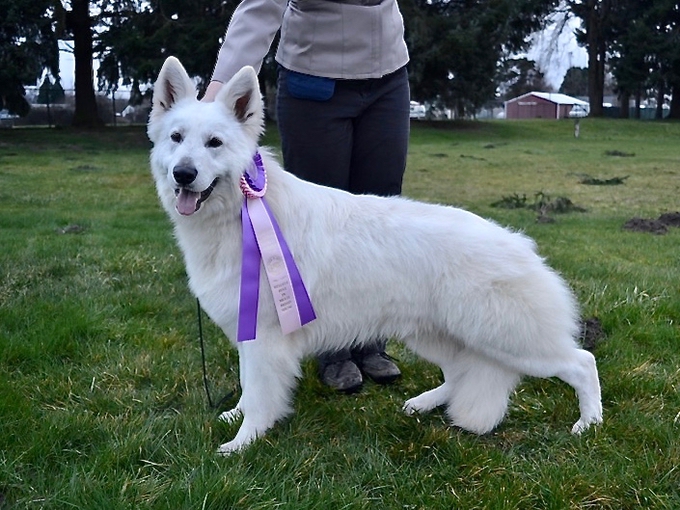 White Shepherd Solomon wins Reserve Best in Show