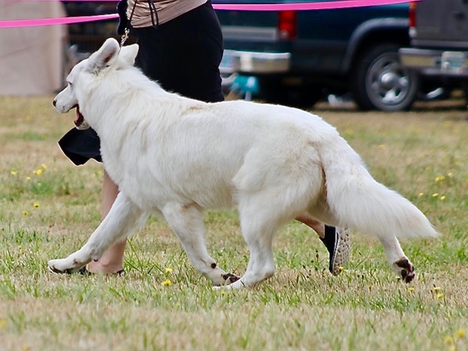 Solomon berger blanc suisse gaiting