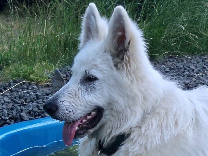 Solomon Weisser Schweizer Schäferhund in pool