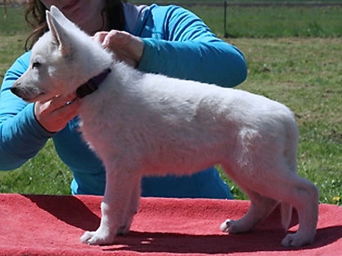 White Swiss Shepherd - sunshine