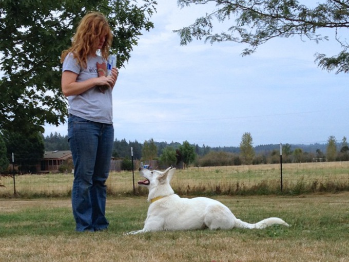 White Swiss Shepherd - sunshine