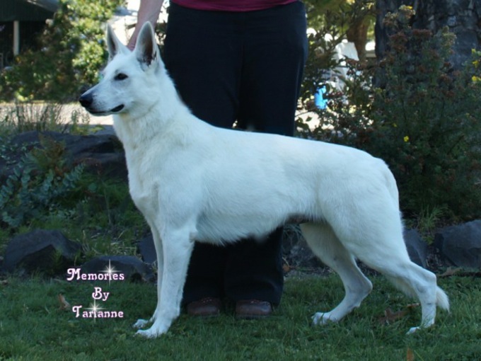 White Swiss Shepherd - sunshine