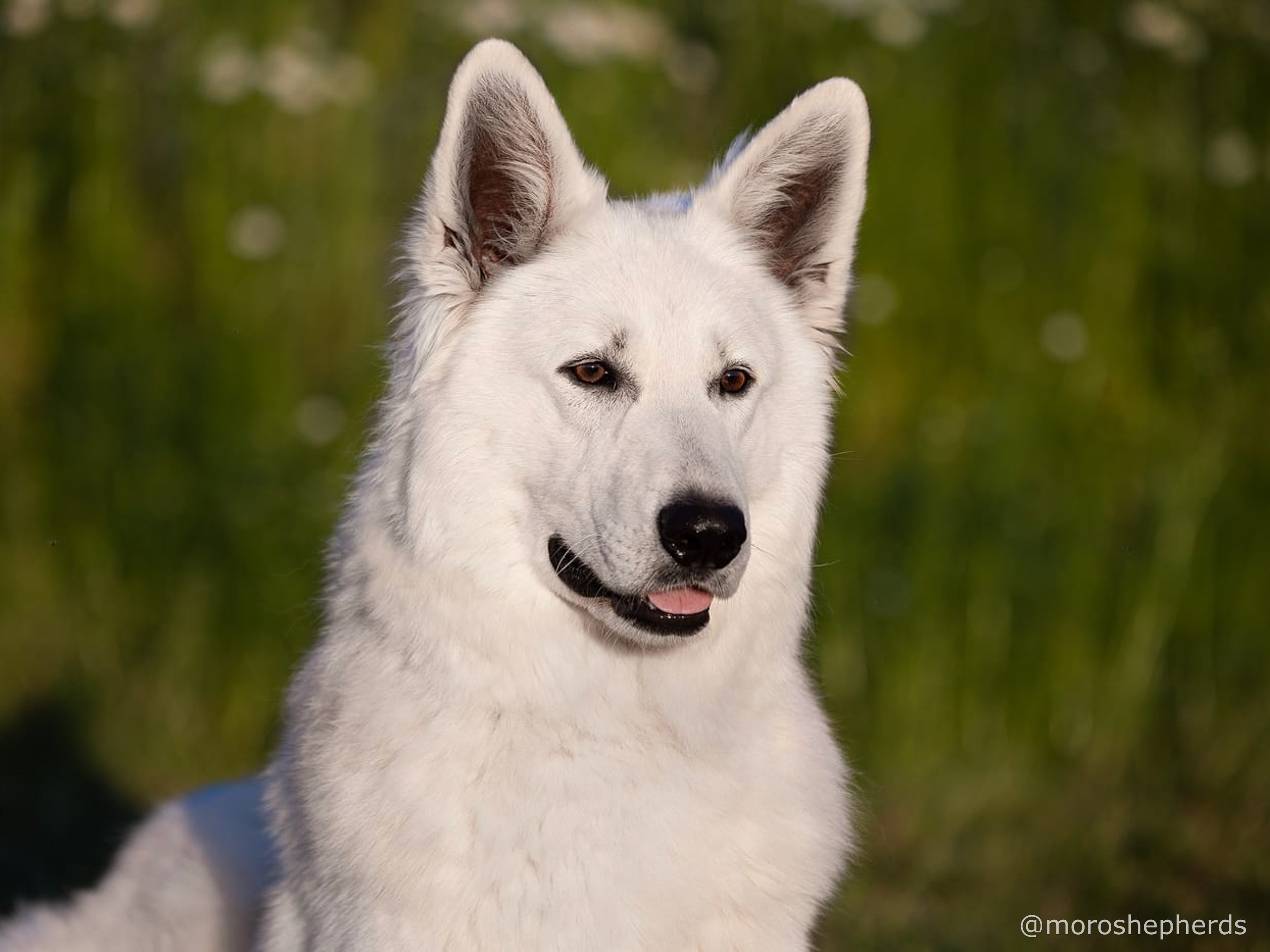 long coated white german shepherd Tom