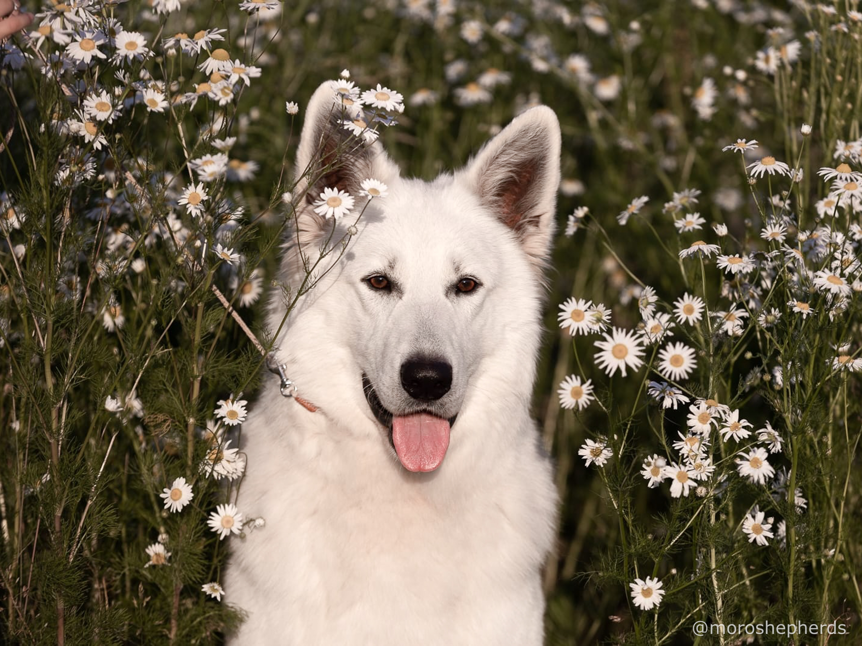 White Swiss Shepherd - Tom