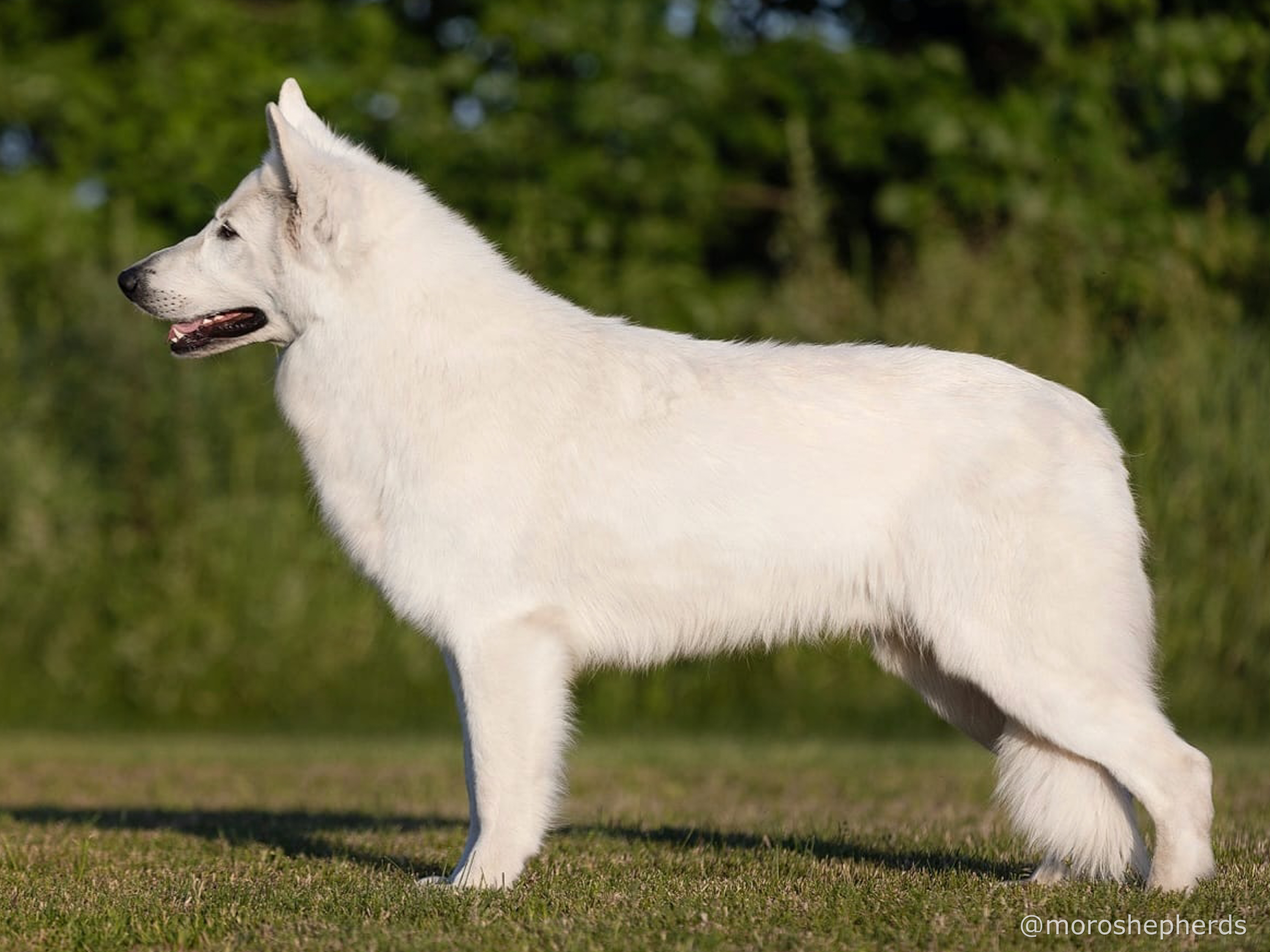 long coat white shepherd Tom