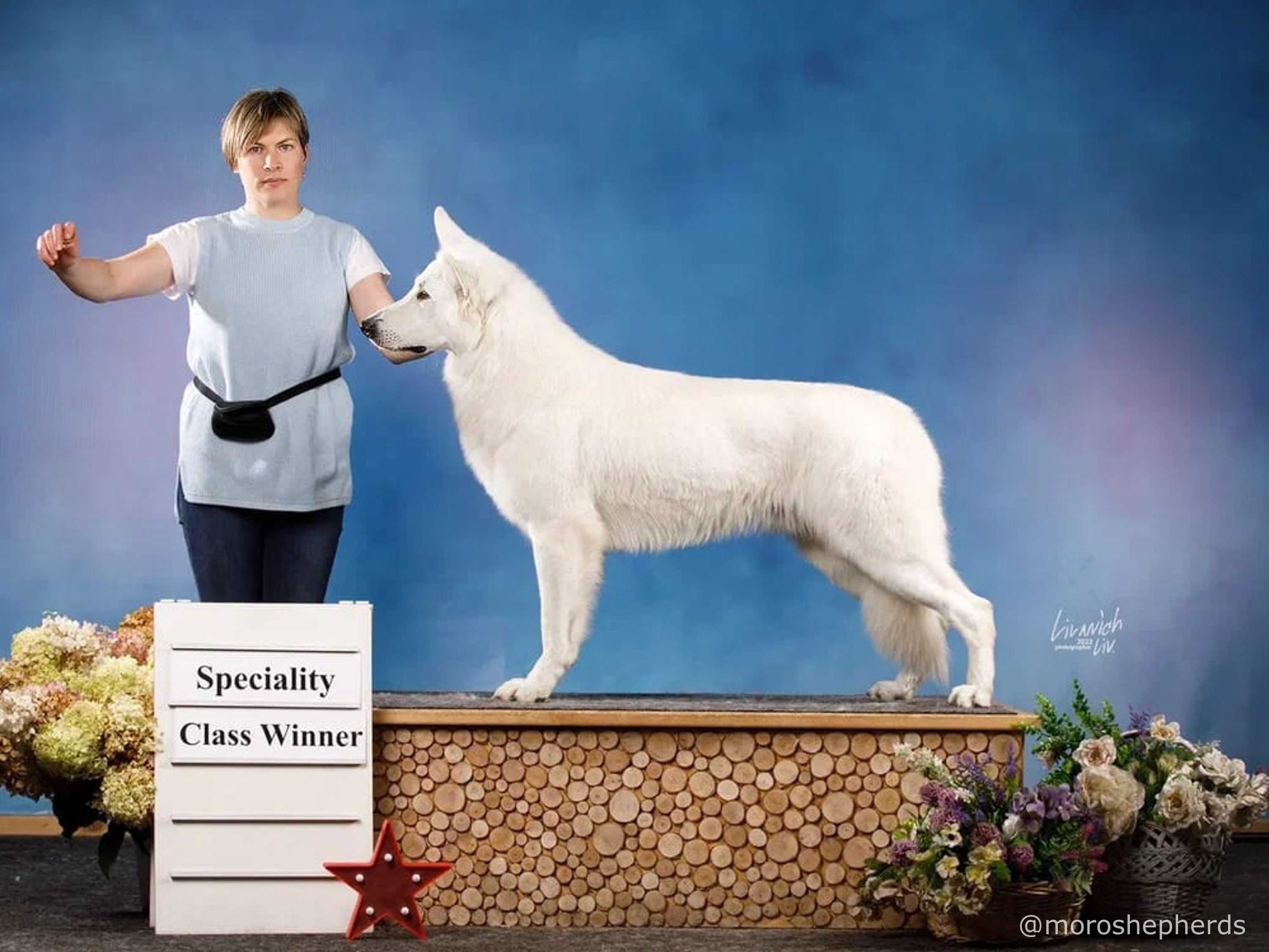 long coated berger blanc suisse Natus
