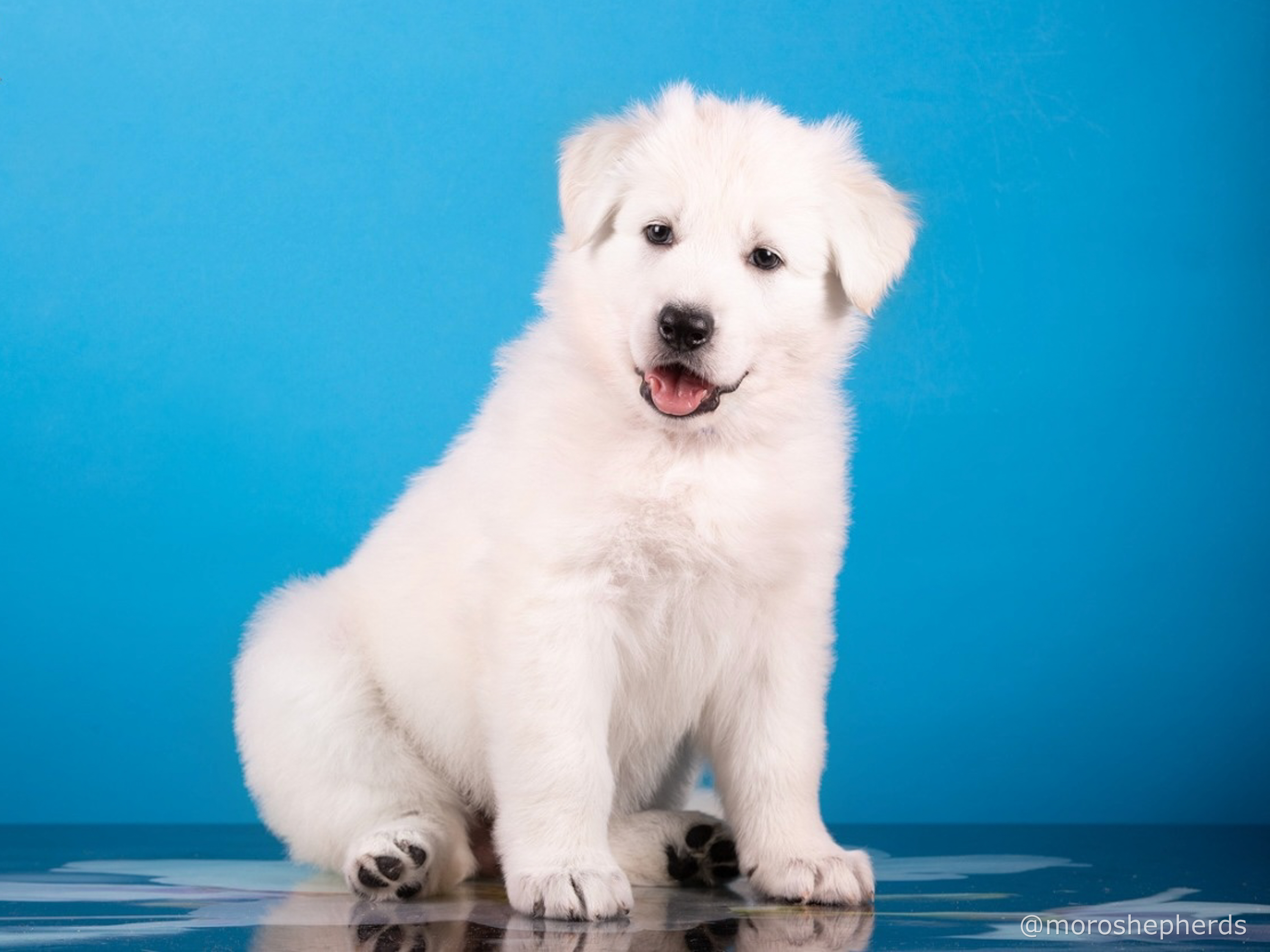 long coated berger blanc suisse