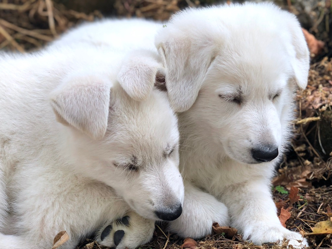 White Swiss puppy_alert