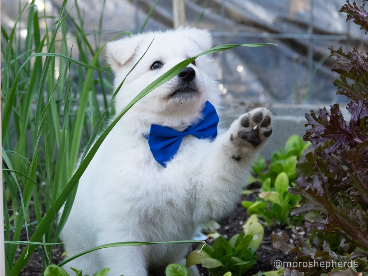 white swiss shepherd puppies