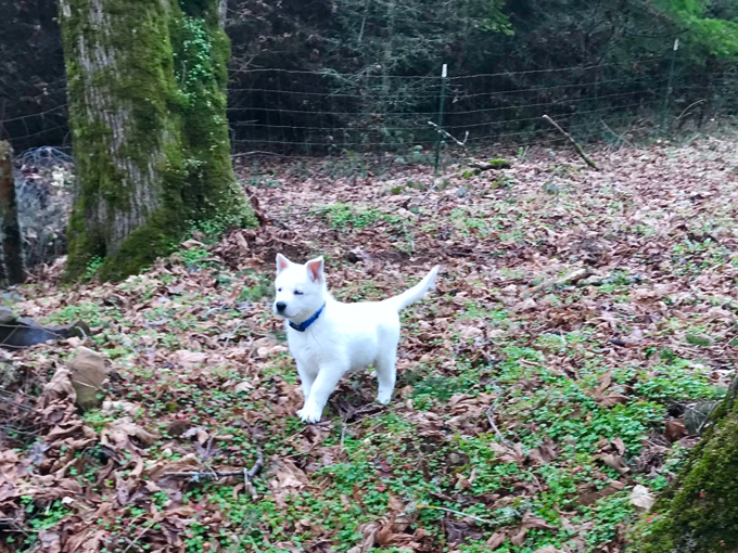 Weisser Schweizer Schäferhund puppies