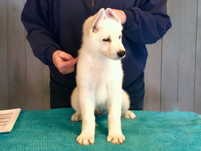 pastor blanco suizo puppies