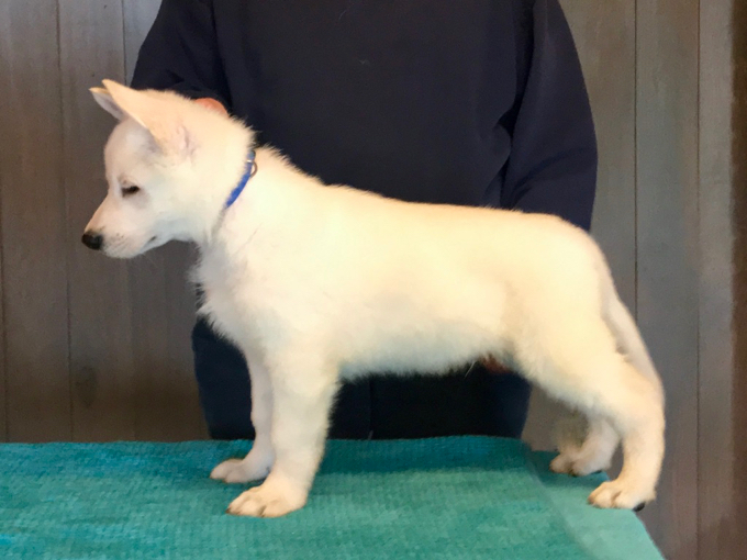 white german shepherd puppies