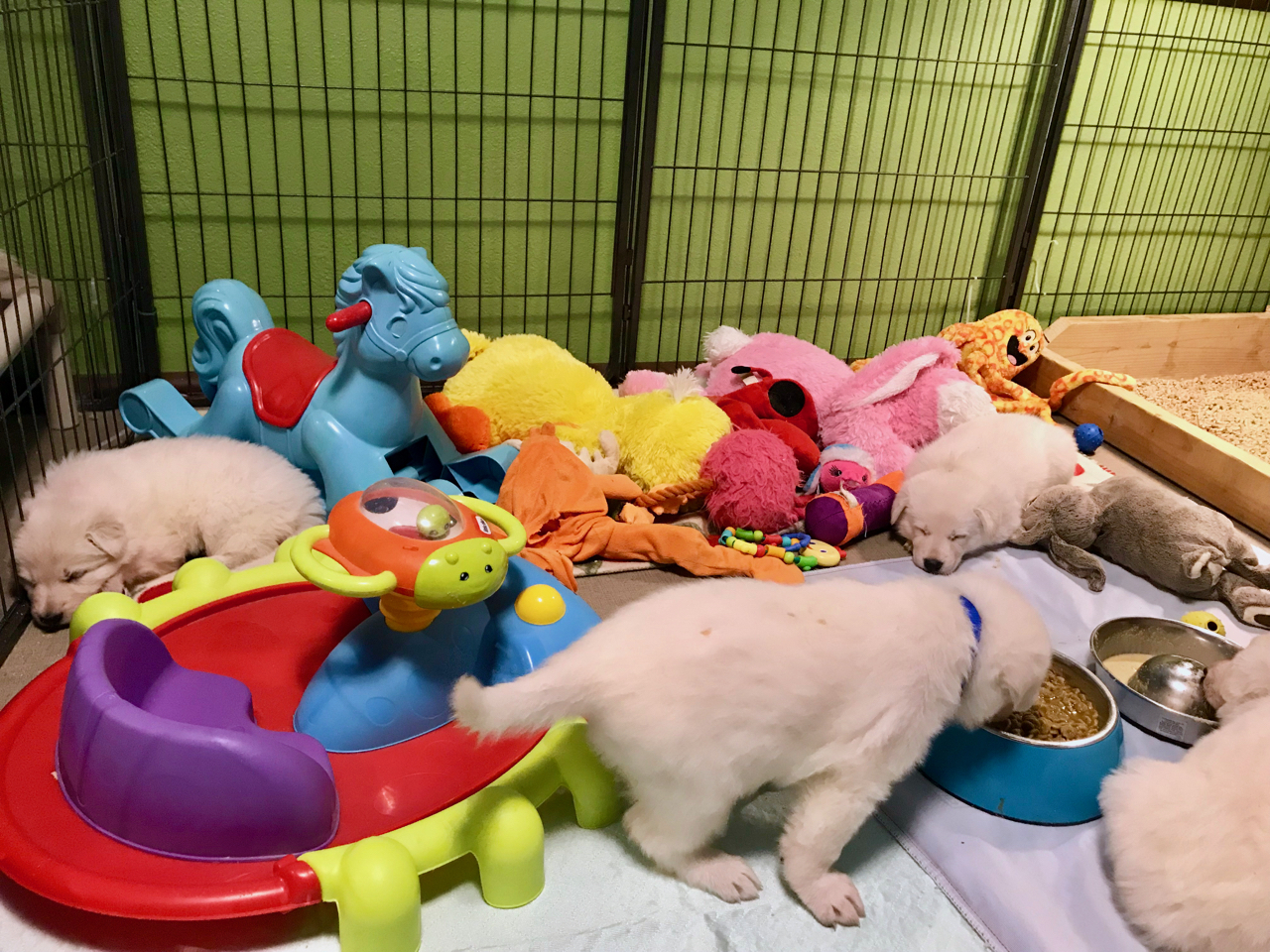 white shepherd puppies