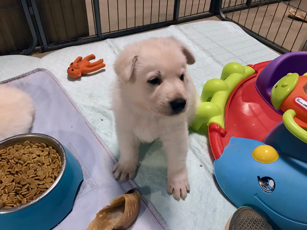 white swiss shepherd pups