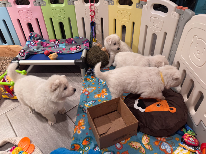 White Swiss Shepherd pupppies