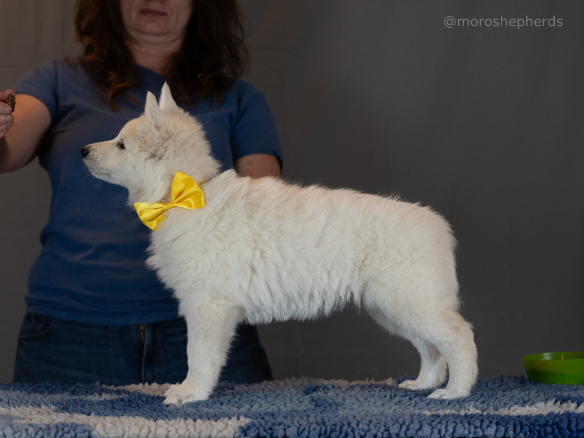 Yellow female $5000